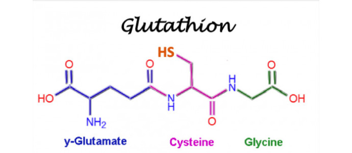 Relation entre le glutathion et les chélateurs